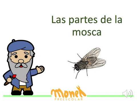 Anatomía de la mosca: conoce sus partes