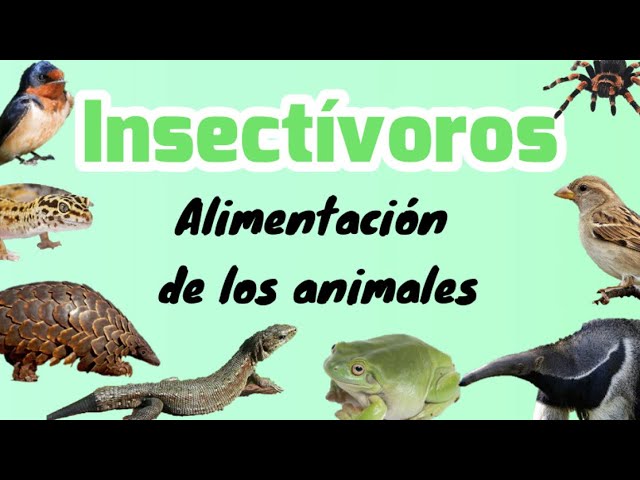 Animales que se alimentan de insectos