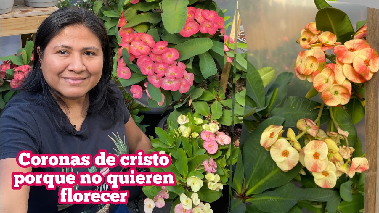 Causas por las que la planta Corona de Cristo no florece