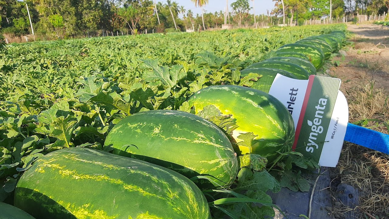 Cómo cultivar sandías en México