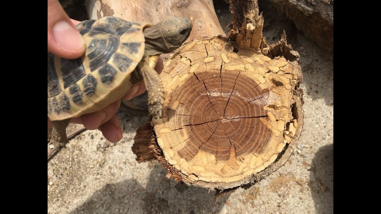 Cómo determinar la edad de una tortuga