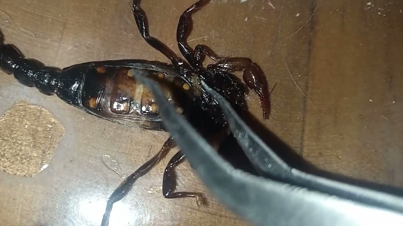 Cómo distinguir alacrán macho de hembra