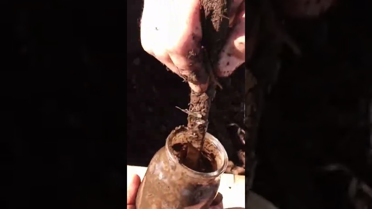 Cómo medir el pH del compost
