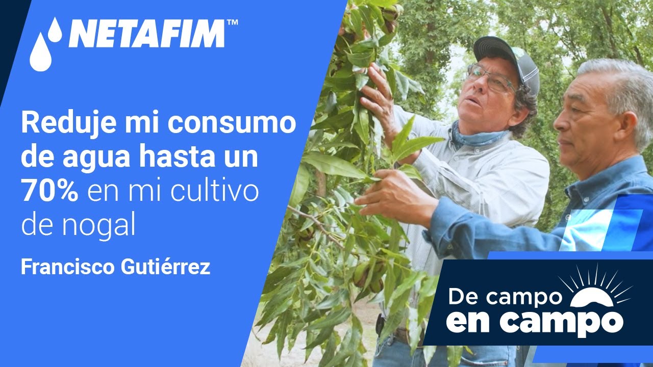Consumo de agua de un árbol de nogal