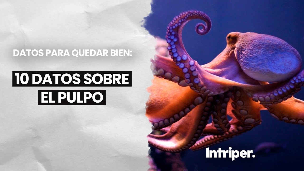 Curiosidades sobre la boca del pulpo