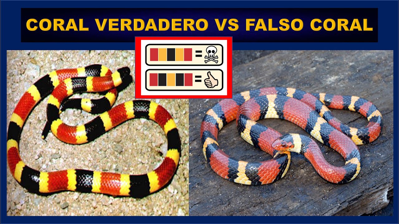 Diferencia entre Coral y Falsa Coral: ¡Conócelas!