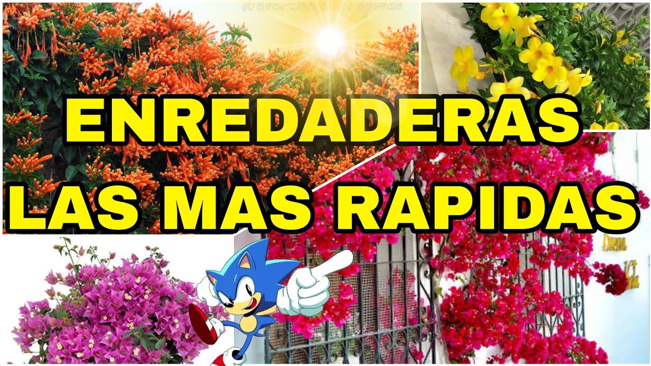 Enredadera de crecimiento más rápido