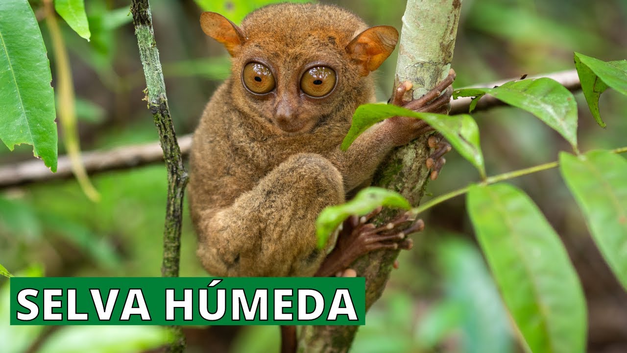 Explora las regiones húmedas y su clima único