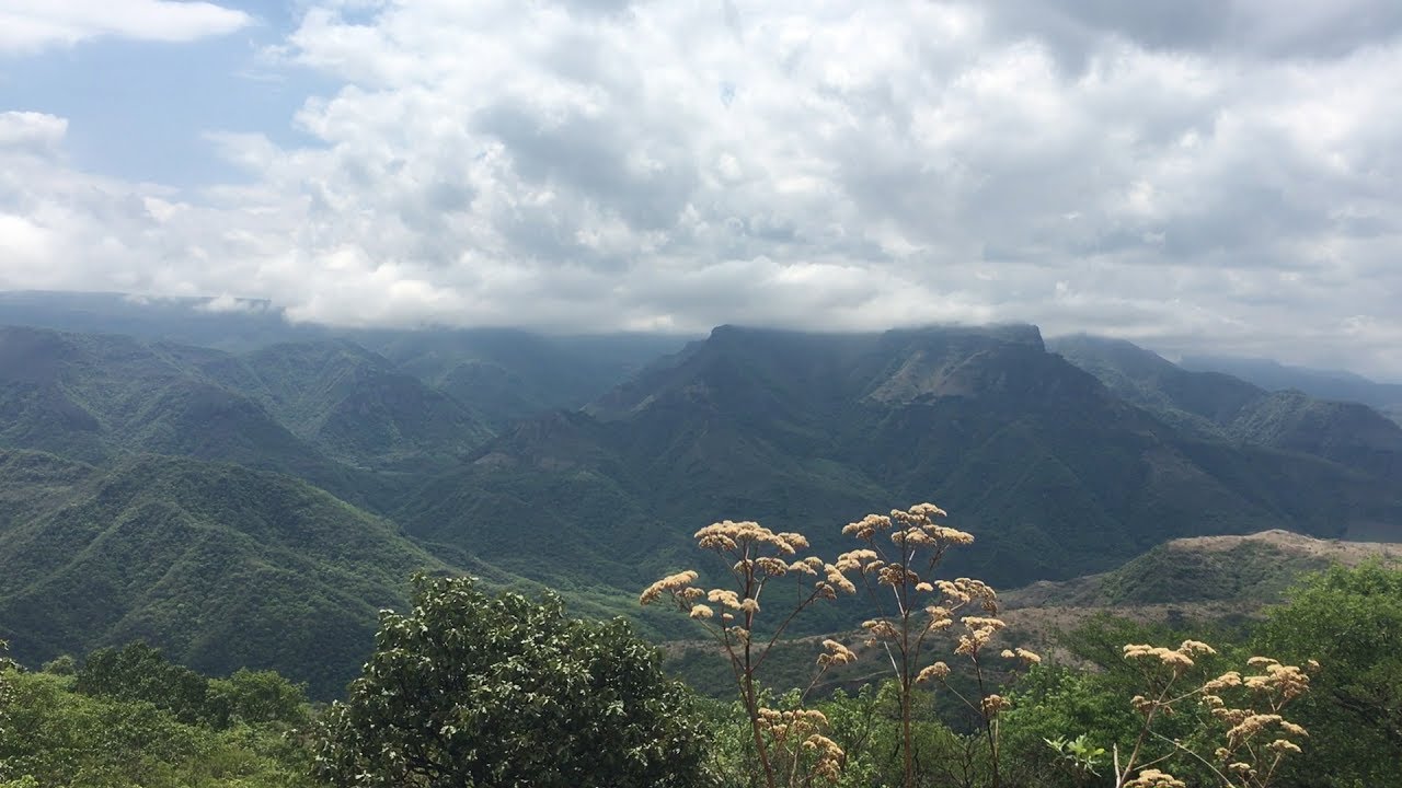 Flora y fauna en la región de la Ciénega de Jalisco
