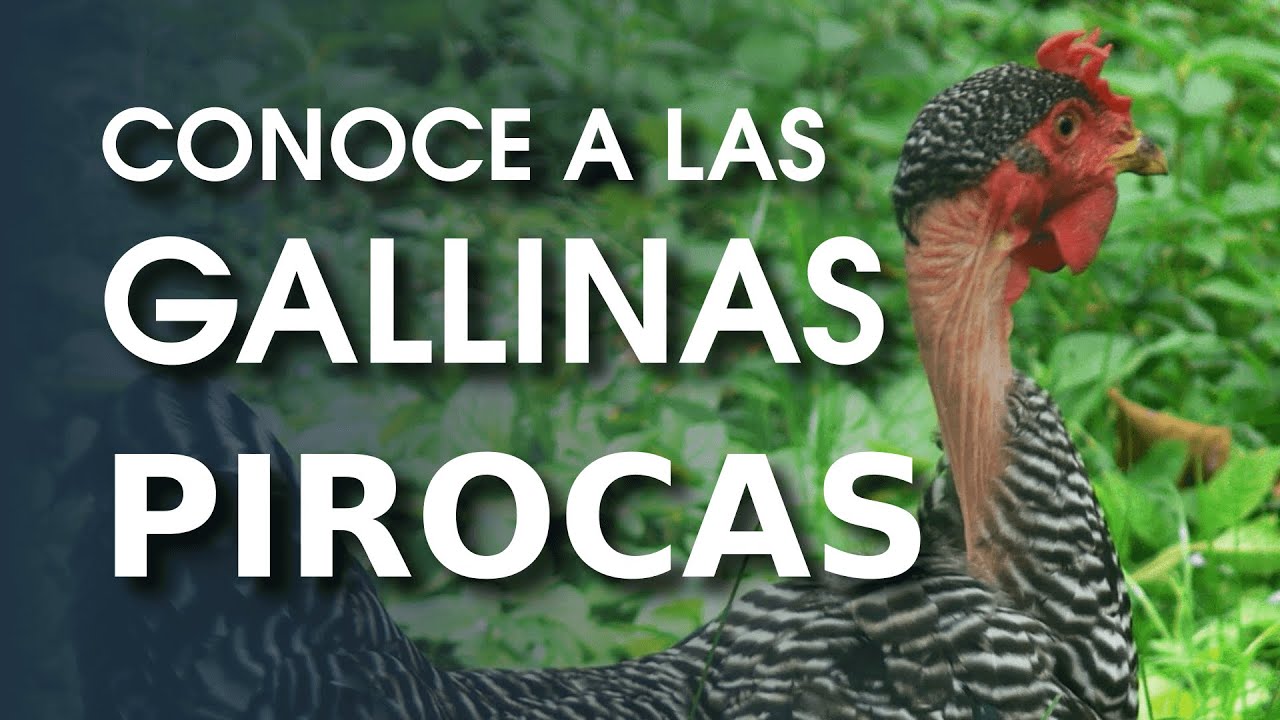 Gallinas sin plumas en cuello