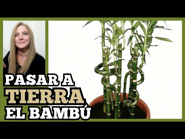 Guía para trasplantar bambú de agua a tierra