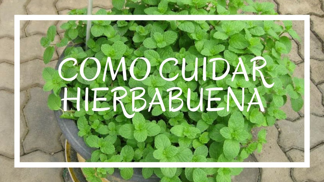 Hierbabuena: requisitos de luz