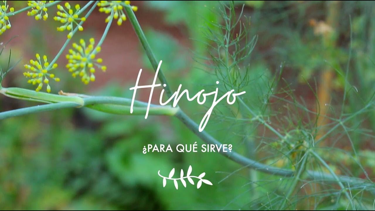Hinojo: aliado natural para cuidar tu piel