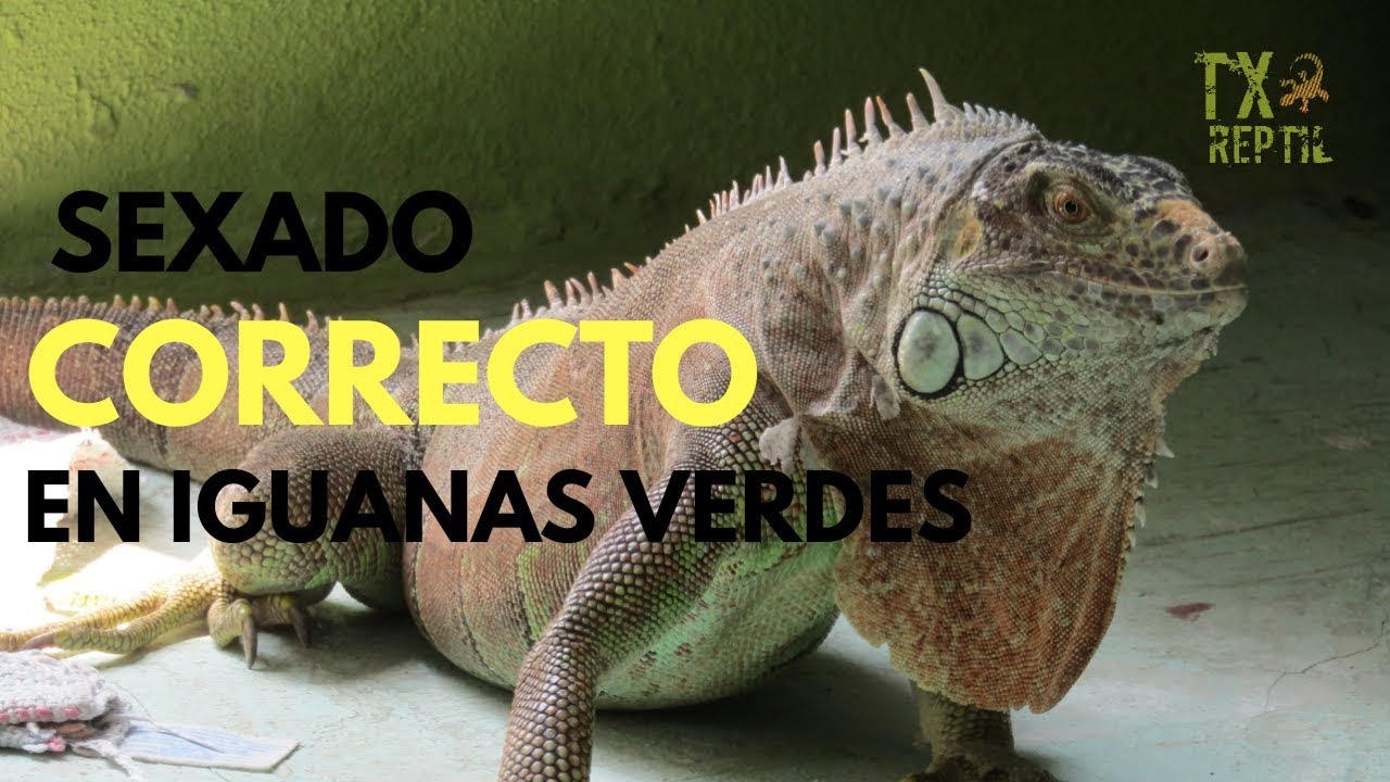 Identificar el sexo de una iguana: ¿hembra o macho?