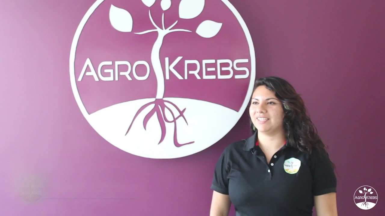 Importancia de las raíces en las plantas