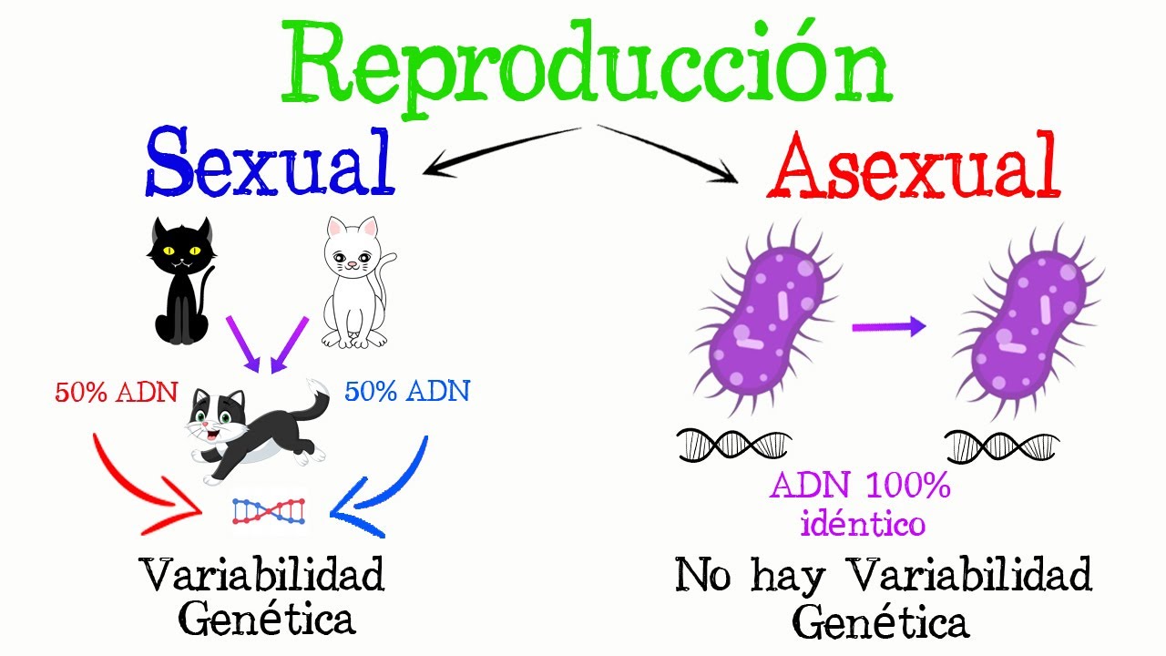 Importancia del inicio rápido de la reproducción