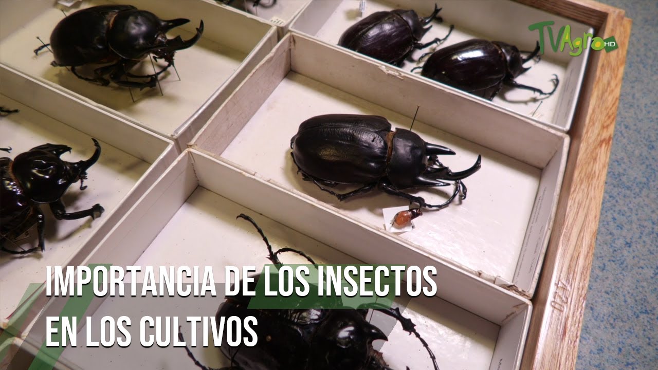 Insectos en la agricultura: ¡Su importancia crucial!