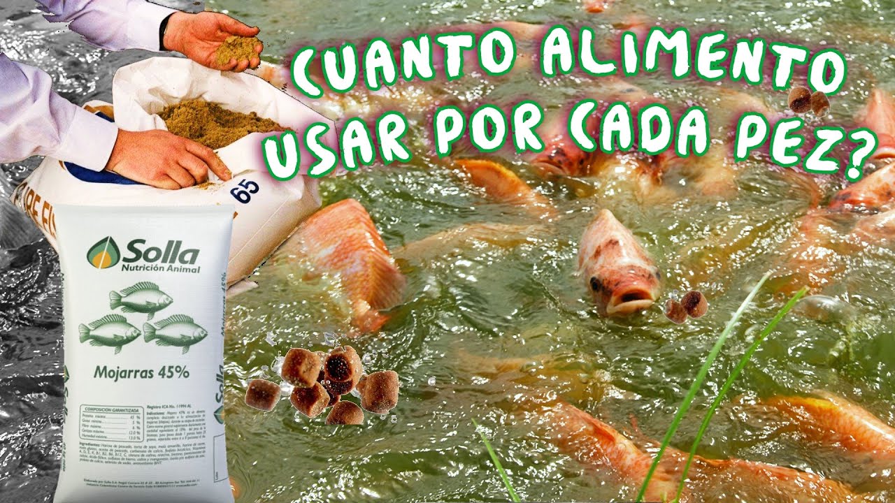 La alimentación de los peces