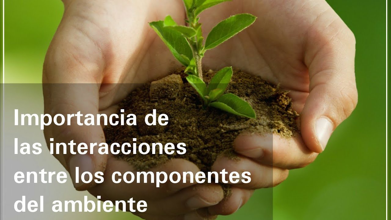 La importancia de las interacciones ambientales