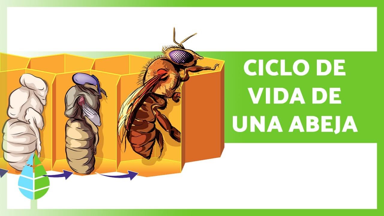 Maravíllate con la metamorfosis de la abeja