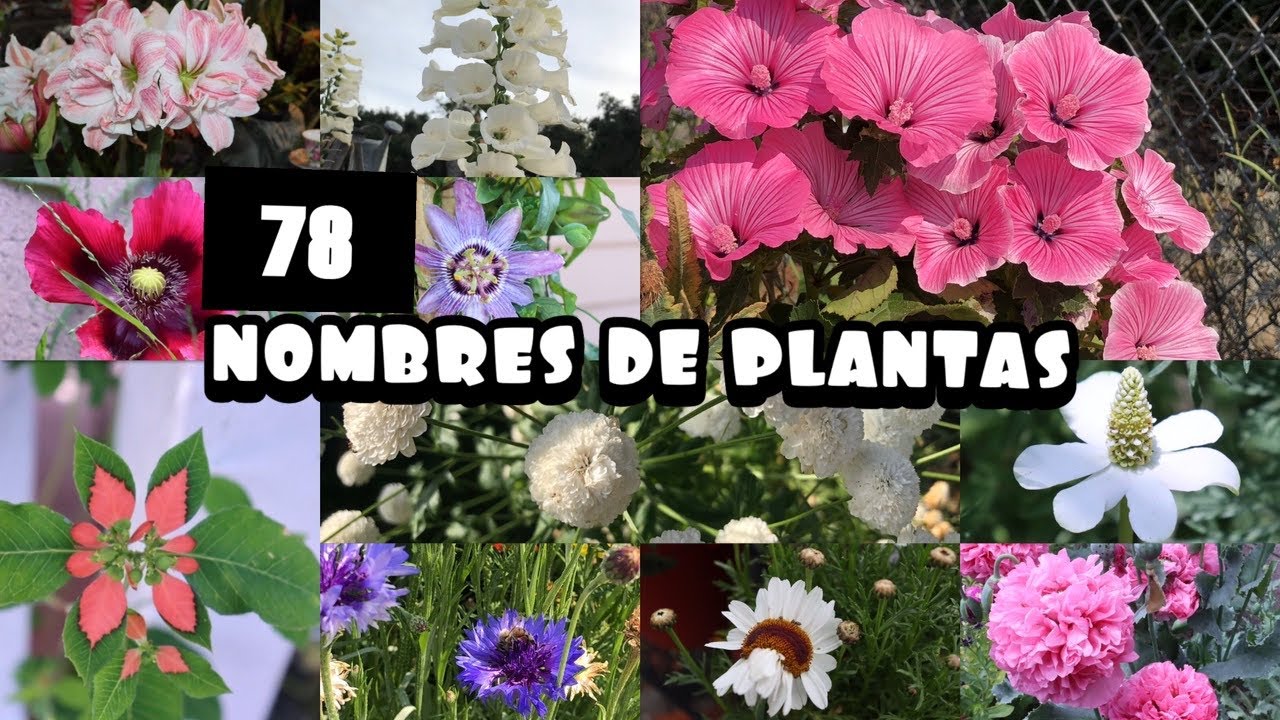 Nombres y belleza de las flores de Yucatán