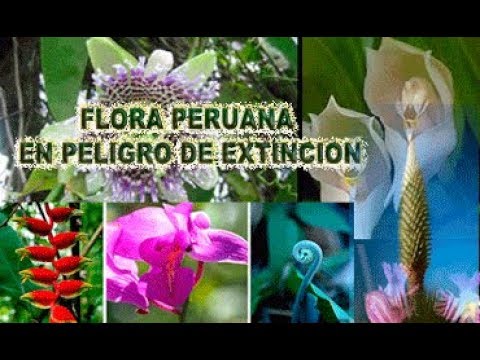 Plantas en riesgo de extinción en la selva peruana