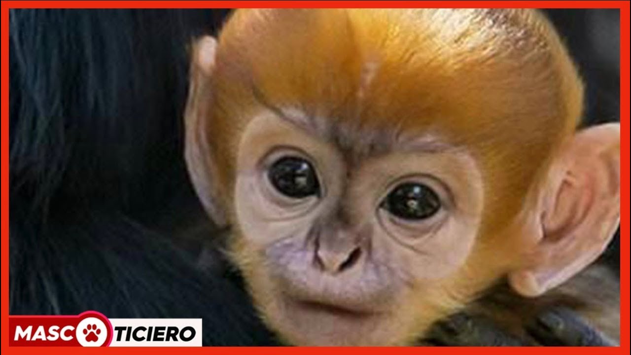Protegiendo al mono de Borneo en peligro de extinción