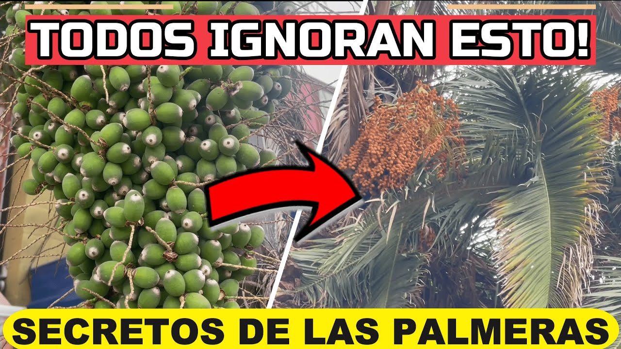 Reproducción de las palmas: todo lo que debes saber