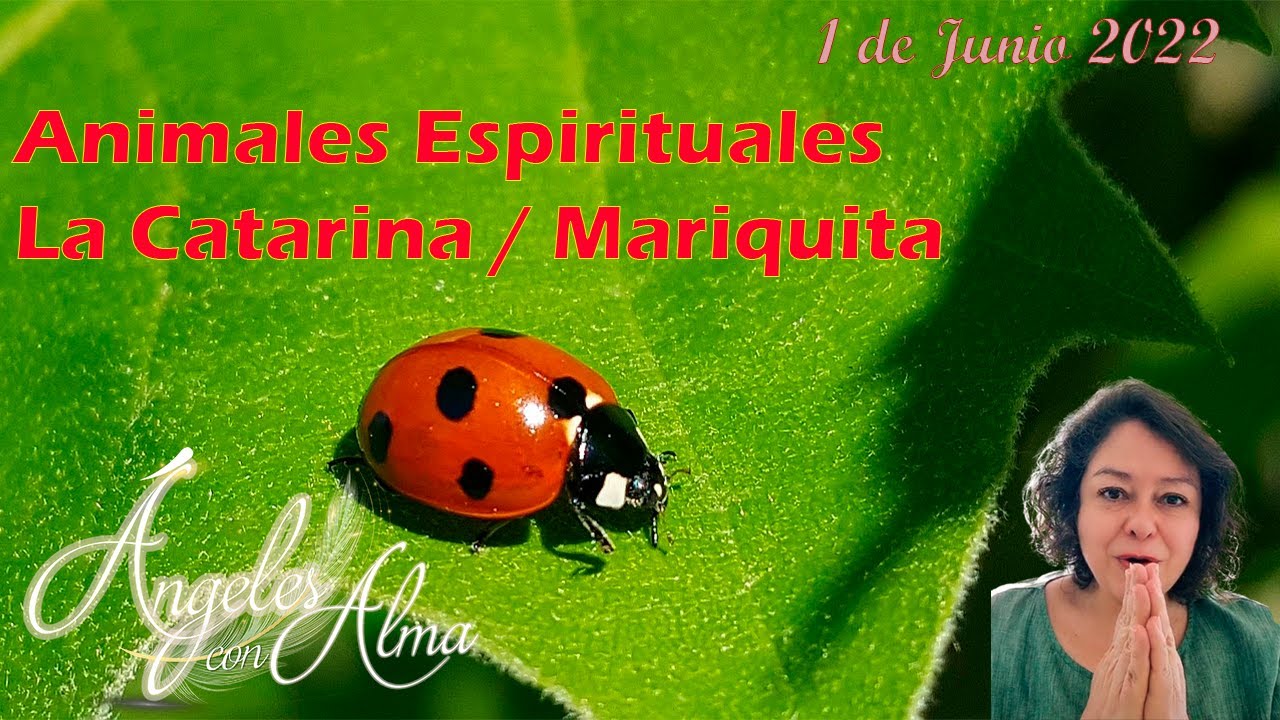 Significado de las mariquitas en el hogar