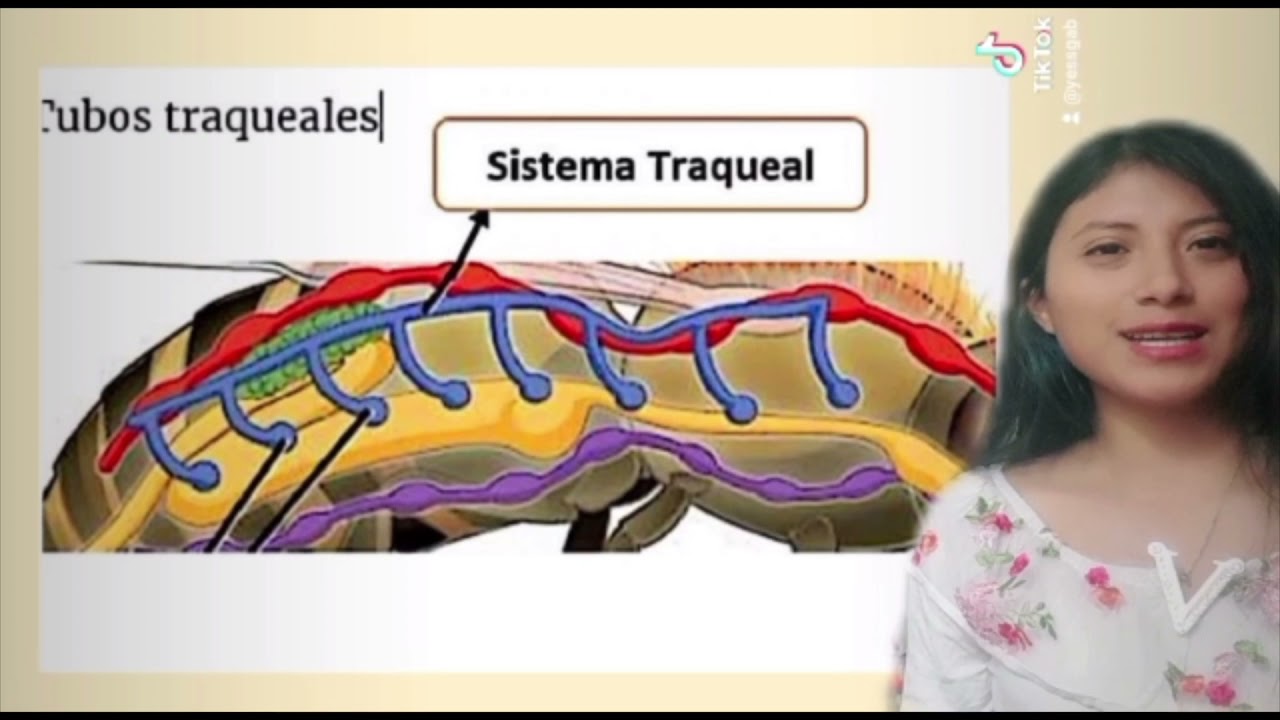 Tipos de respiración en las arañas