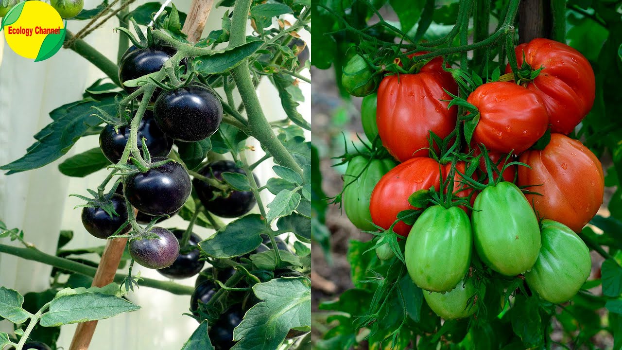 Tipos de tomate que debes conocer