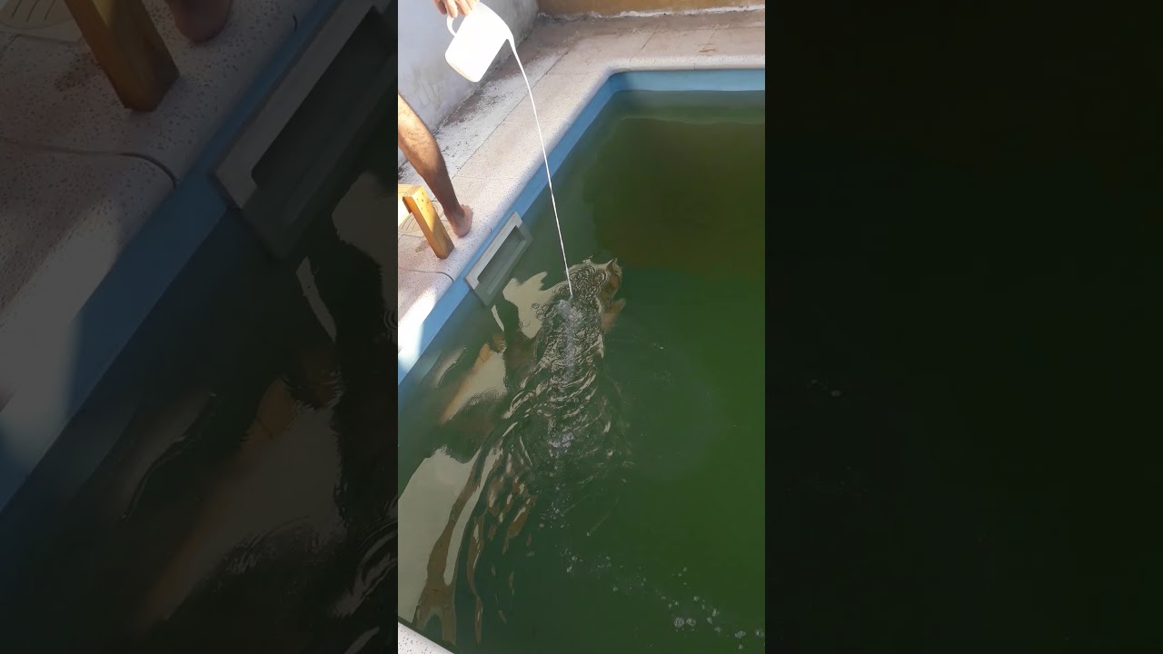 Trucos para usar agua oxigenada en la piscina