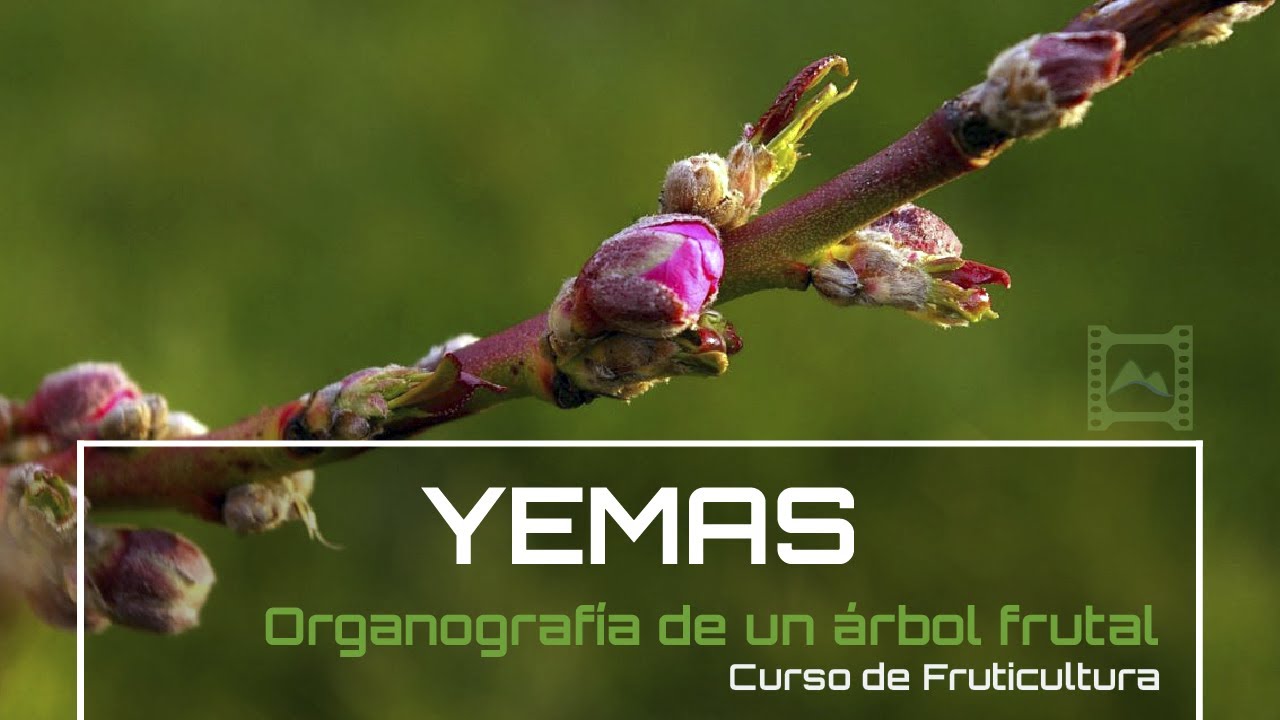 Yemas en plantas: ¿qué son y cómo se desarrollan?