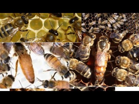 ¿Cuántos huevos pone al día una abeja reina?