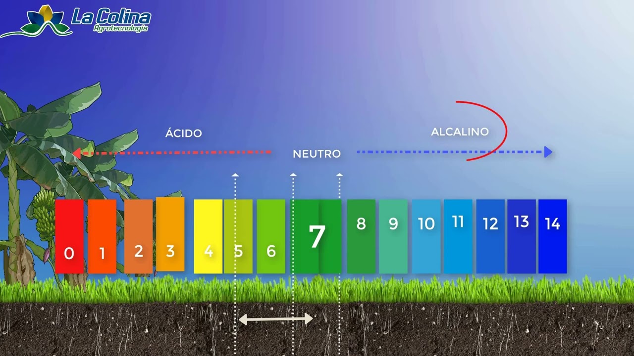 ¿Qué es y por qué importa la alcalinidad del suelo?