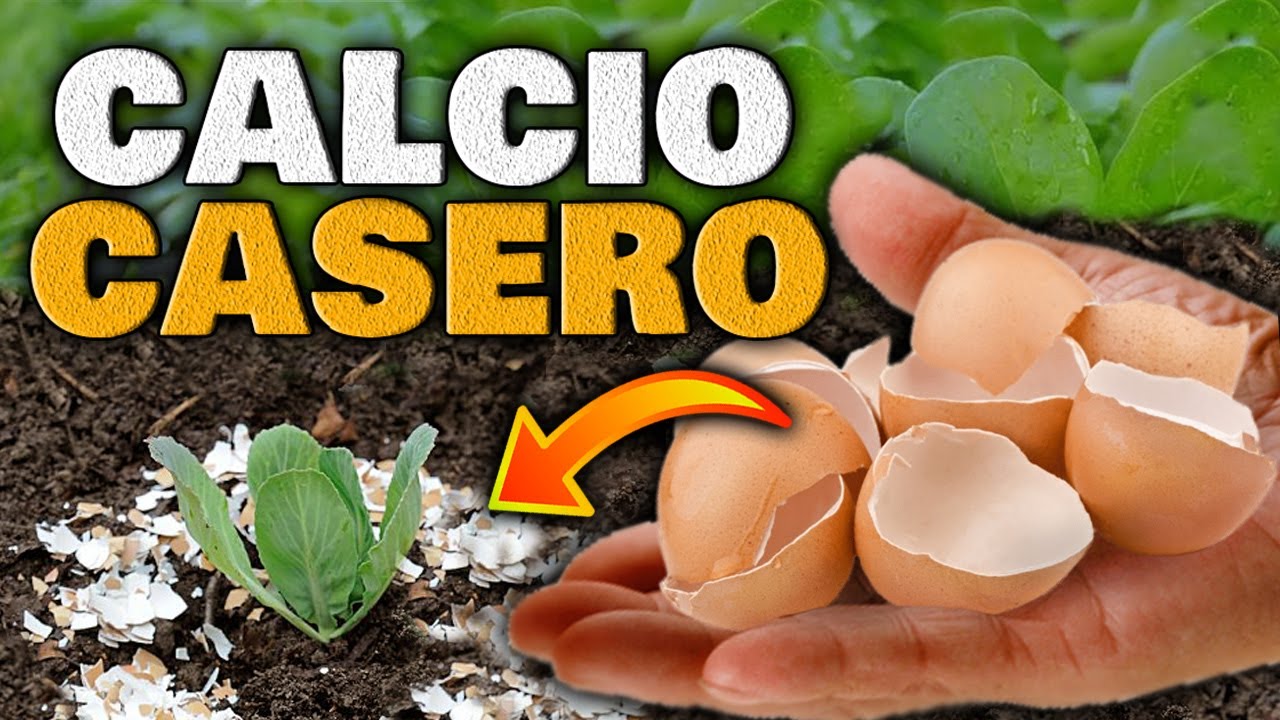 Abono de cáscaras de huevo para tus plantas