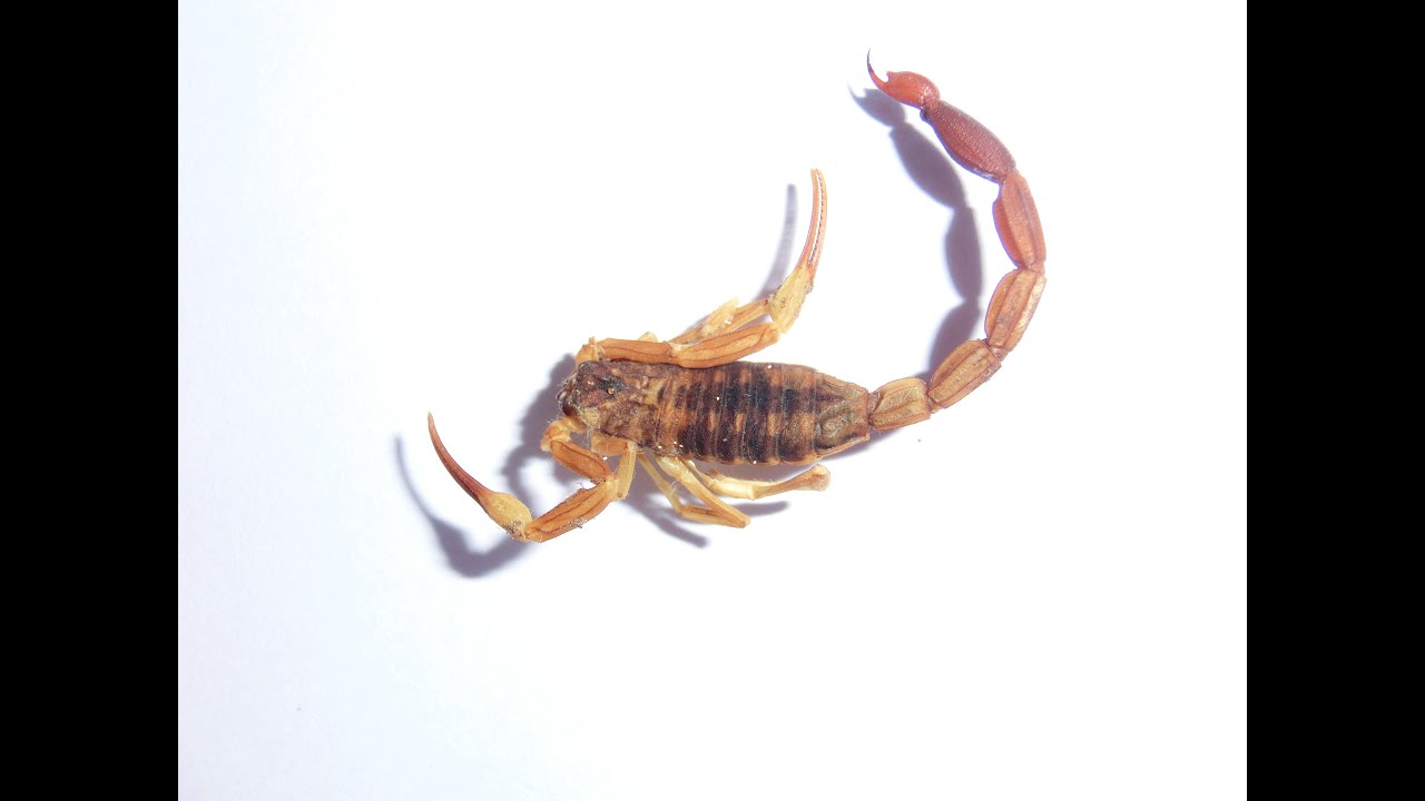 Alacranes en México: venenosos y no venenosos