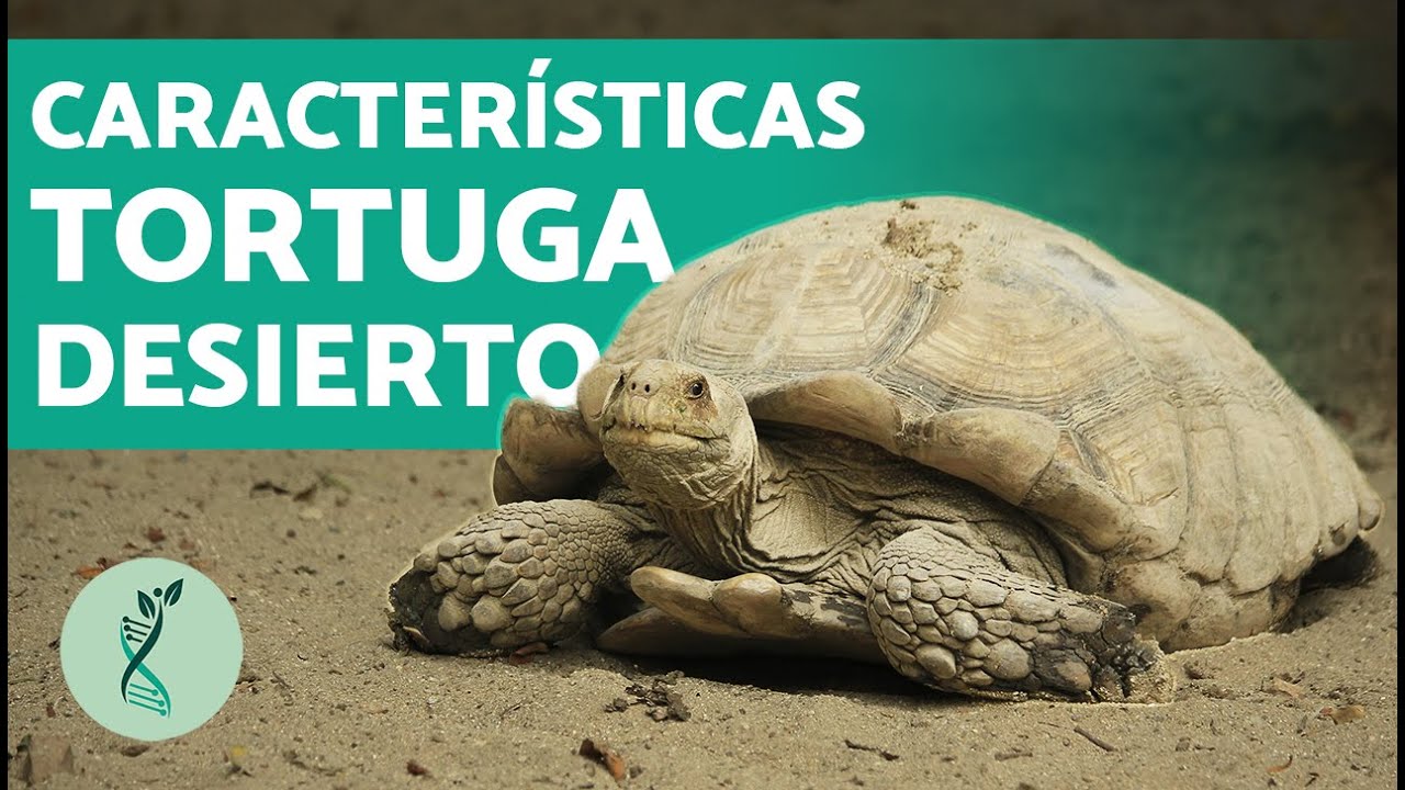 Alimentación de la tortuga del desierto