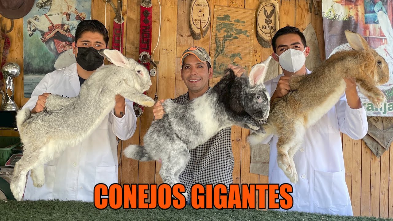 Alimentación de los conejos gigantes de Flandes
