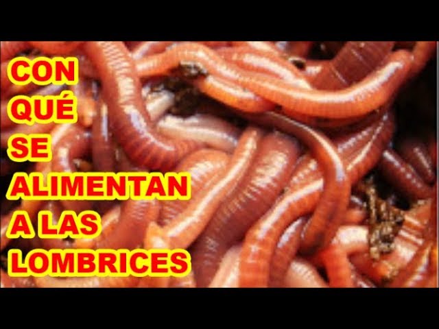Alimentación de los gusanos de tierra