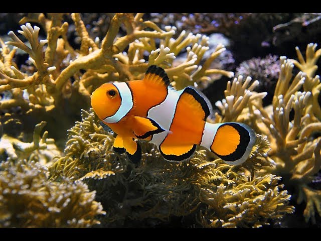 Alimentación y hábitat del pez payaso