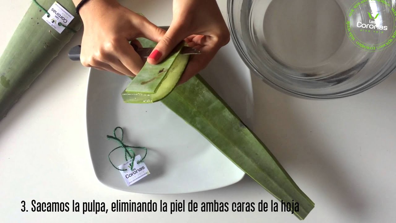 Aloe vera: paso a paso para extraer su pulpa