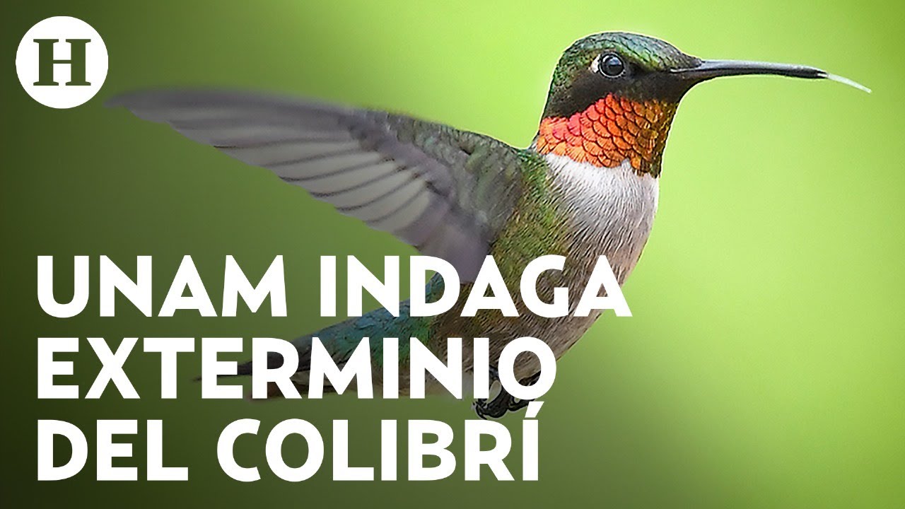 Amenazas de extinción del colibrí