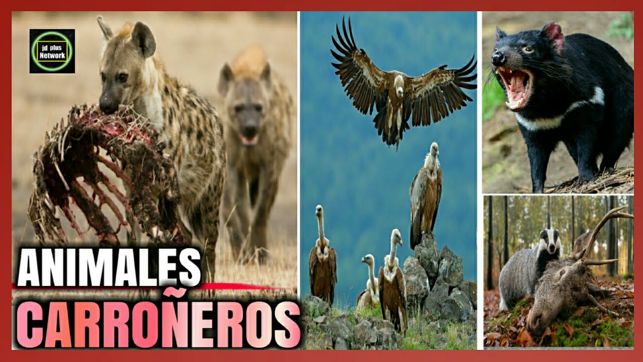 Animal carroñero: Su rol en el ecosistema