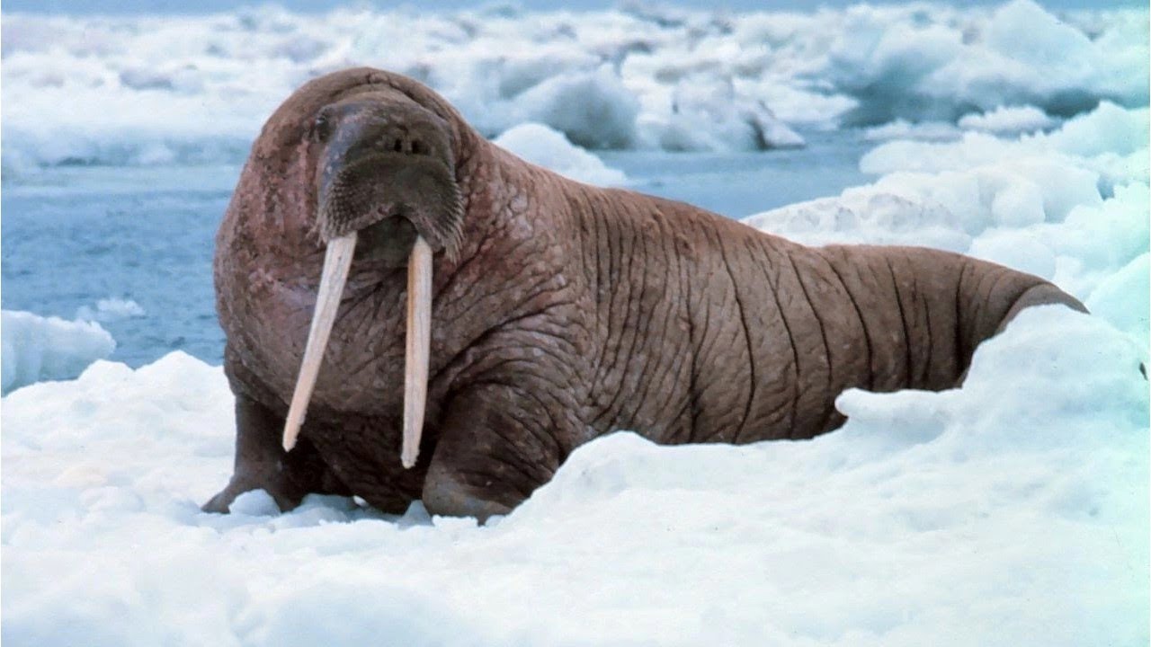 Animal similar a la foca pero con colmillos: ¿cuál es?