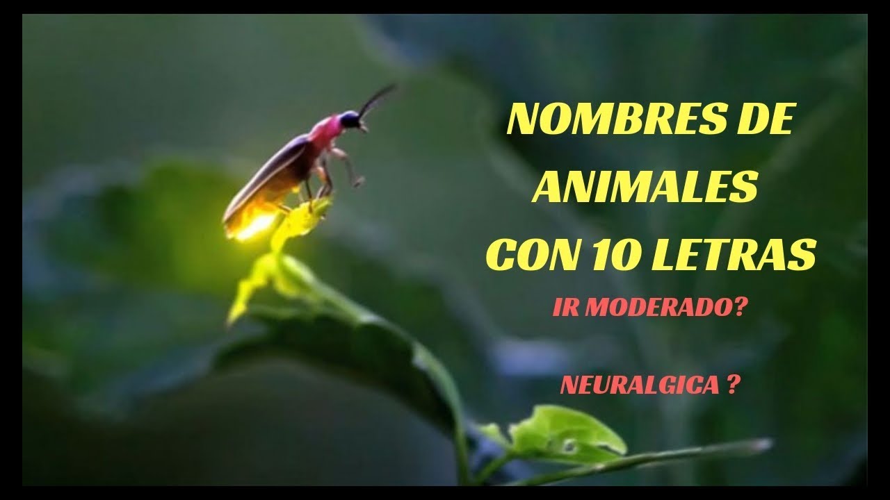 Animales con nombres de 10 letras