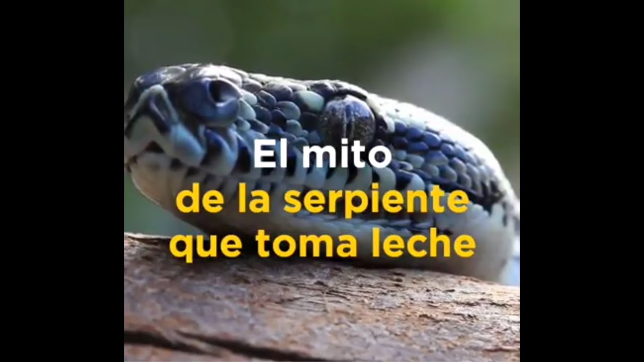 Animales que se alimentan de leche materna
