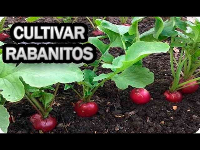 Aprende a cultivar rábanos de forma rápida