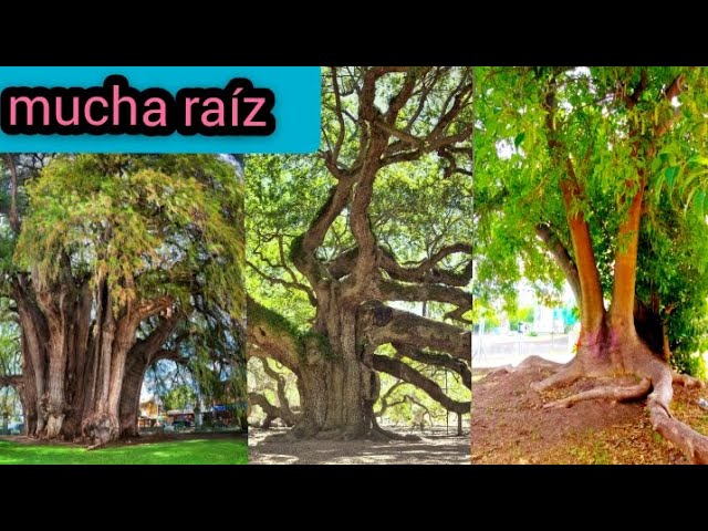 Árboles de raíces superficiales en México