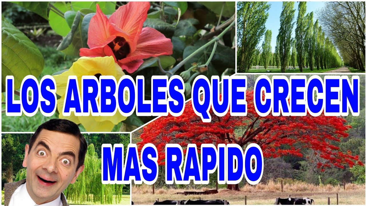 Árboles de rápido crecimiento con poca agua